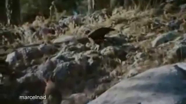 Qartalin ovu смотреть онлайн