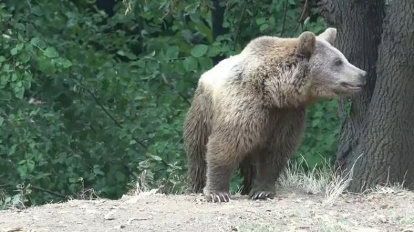 Animal Sounds  |  Amazing Animals Bears