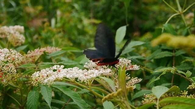 曙鳳蝶(♂)Atrophaneura horishana смотреть онлайн