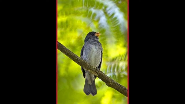 ⭐⭐🎧 MUSICA RELAJANTE | CANTO DE PAJAROS | CANTO DEL PICO DE PLATA | CANTOS DE AVES MAS HERMOSOS #5 смотреть онлайн