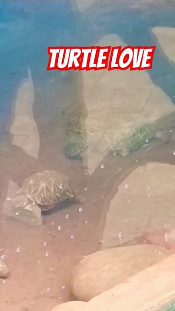 TURTLE LOVE🐢🐢#turtoise #turtle #kachhua #shorts #viral #animals #animalshorts #viral #funny 😜 смотреть онлайн