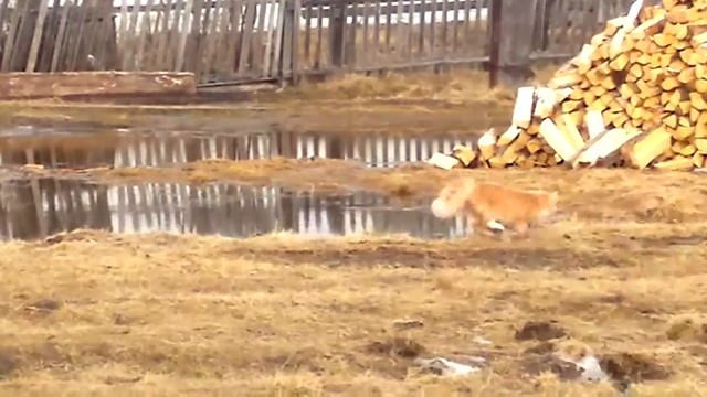 видео с телефона 368 смотреть онлайн