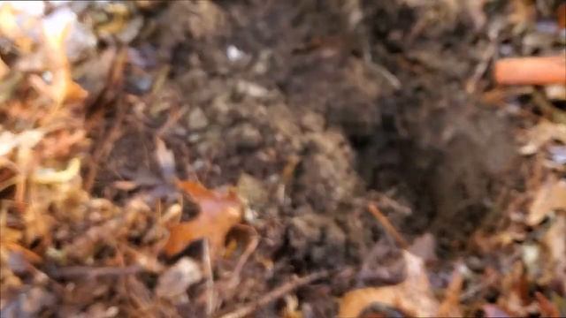 Episode 3 - Metal Detecting with Nokta Makro Simplex.. 1700's British Coin. смотреть онлайн