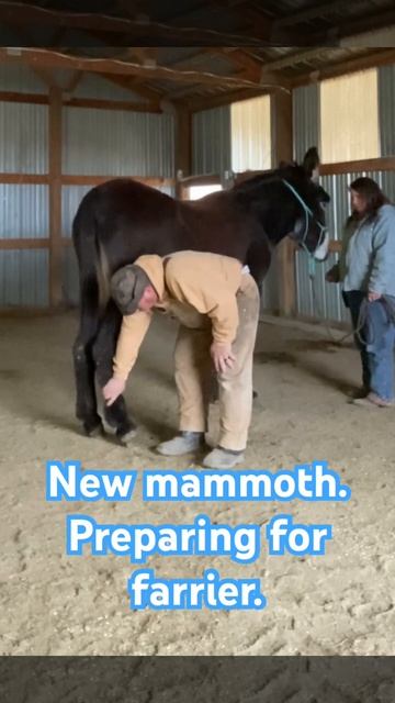 New mammoth preparing for farrier. смотреть онлайн