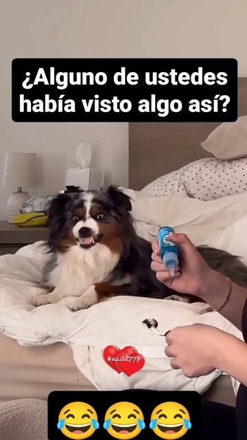 HAY QUE Cepillarse los dientes #dog #gatitolindo #catlover #animals #gatosadorables #perros смотреть онлайн