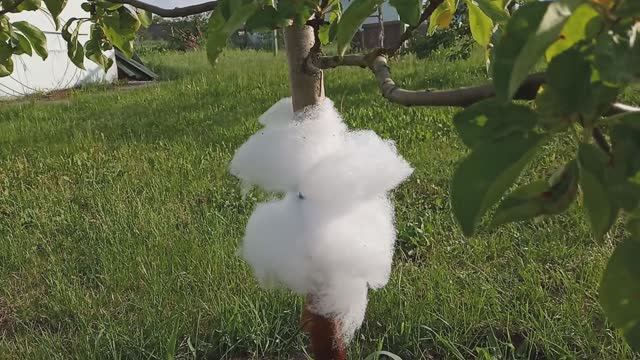 Дешёвый способ Как избавиться от муравьёв в саду . Как защитить дерево от муравьёв. Ловчий пояс смотреть онлайн