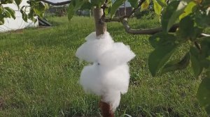 Дешёвый  способ Как избавиться от муравьёв в саду . Как защитить дерево от муравьёв.  Ловчий пояс