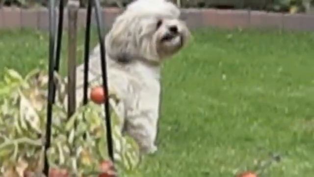 Lhasa Apso Dog 'Scoobie' Tomato Thief caught 'red handed' (red pawed !) & comes to a sticky end!
