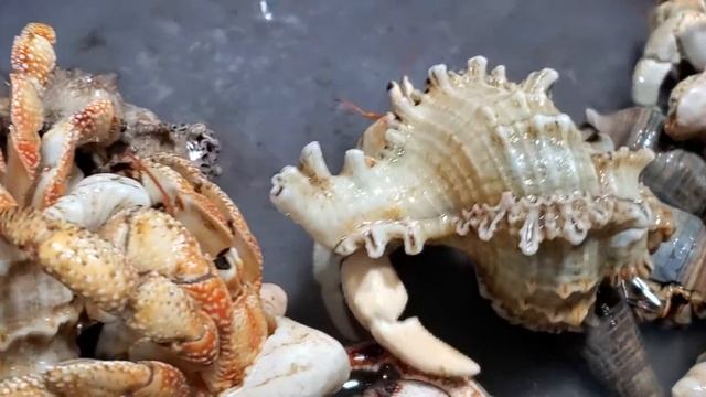 Coenobita perlatus смотреть онлайн