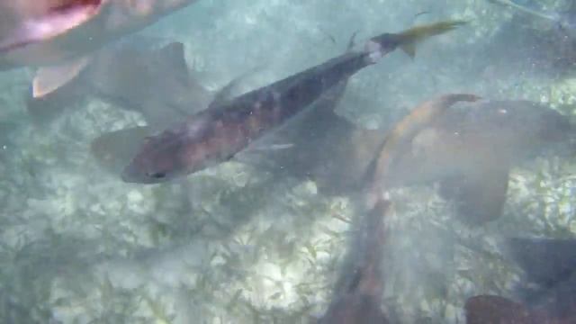 10 La terra dei Maya - Belize - Ray Shark Alley смотреть онлайн