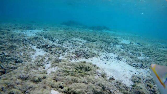 TRIGGERFISH ATTACKING GOPRO GUAM смотреть онлайн
