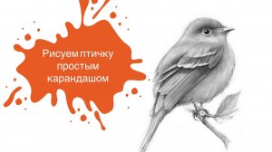 Рисуем Птичку Простым Карандашом!