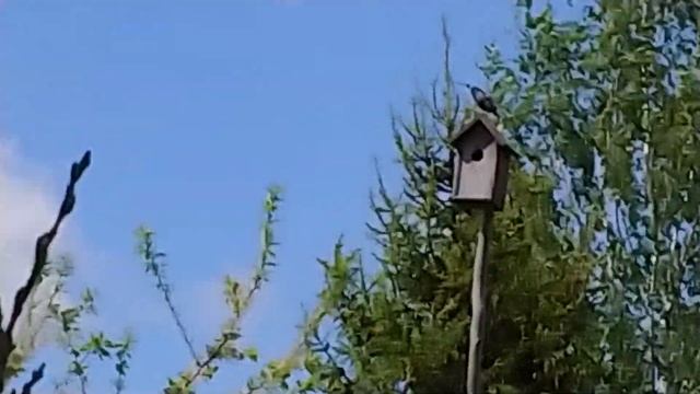 Скворец жилец моего скворечника смотреть онлайн