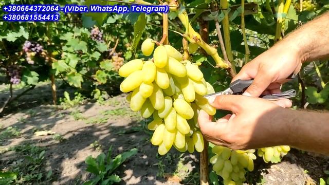Алінка - цікава ГФ з відмінним потенціалом на майбутнє 2023 смотреть онлайн