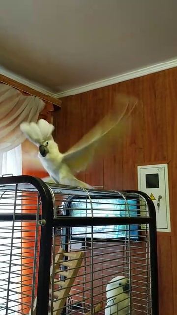 Попугай Какаду смотреть онлайн