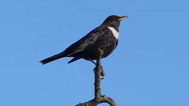 Male Ring Ouzel смотреть онлайн