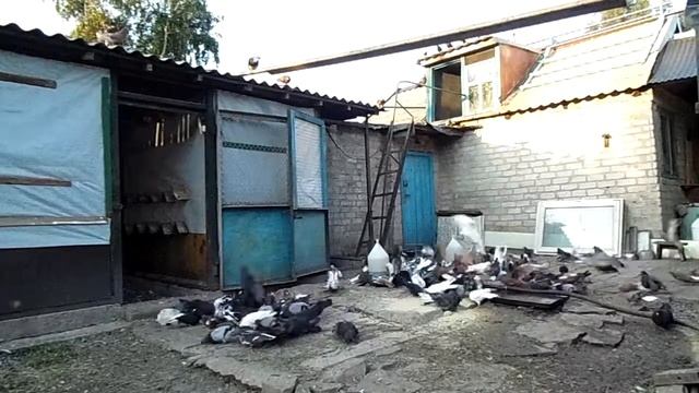 голуби Донбасса молодеж 2017г. июль смотреть онлайн