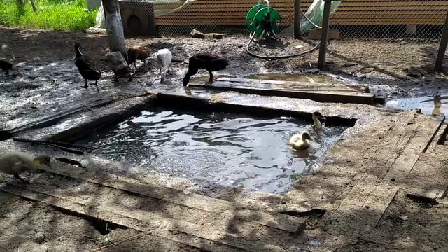 Утята ныряют