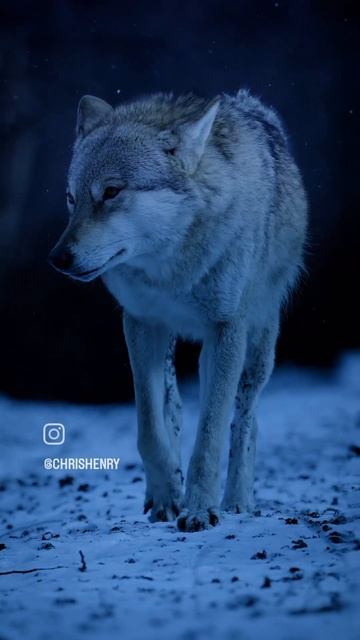 king of the forest 👑. #shortvideo #youtubeshorts #viralvideo смотреть онлайн