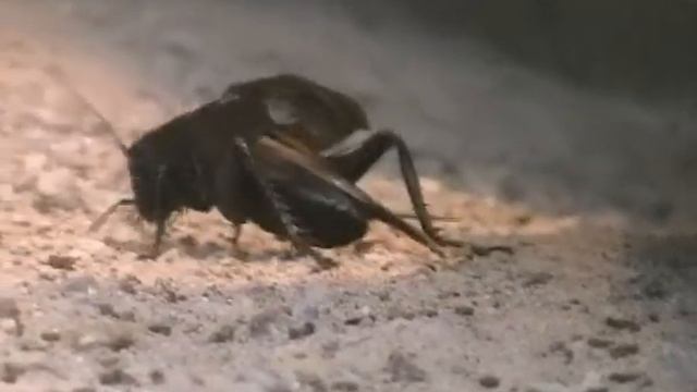 gryllus bimaculatus.mpg смотреть онлайн