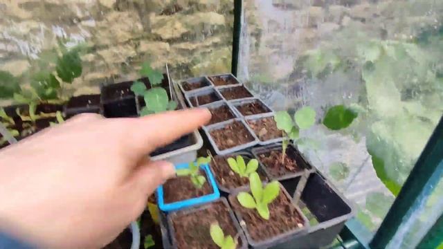 au jardin en 2024 #10 - quelques semis pour préparer le mois de mai смотреть онлайн