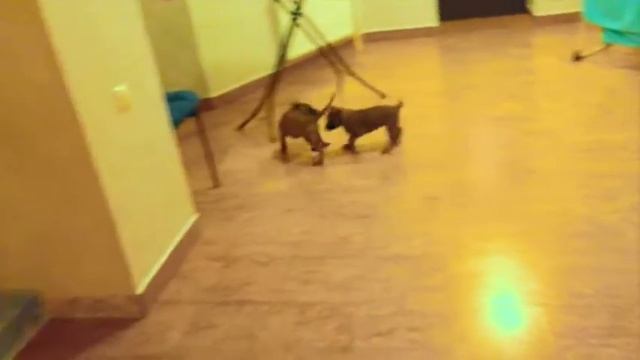Осваиваем лестницу смотреть онлайн