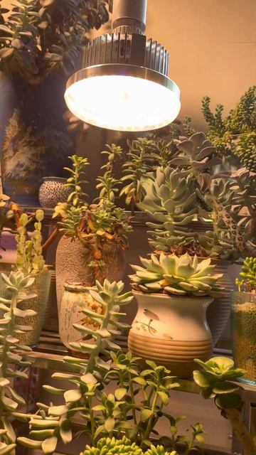 Plant Growth / Full Spectrum Grow Lights Warm light смотреть онлайн