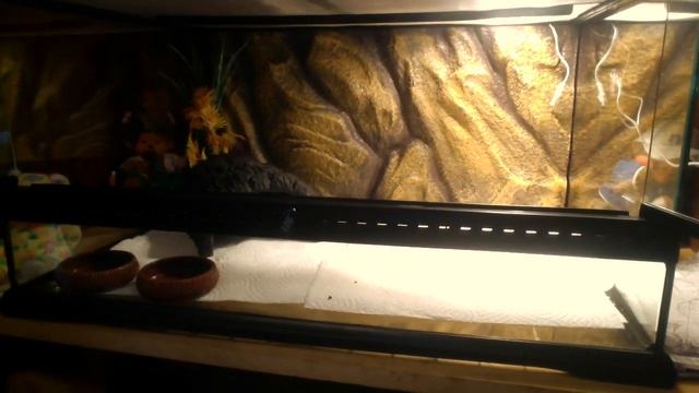 how to set up a bearded dragon tank ( exo tera) смотреть онлайн