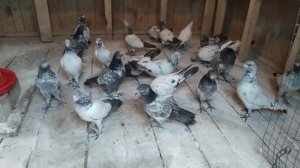 Пакистанские  голуби!