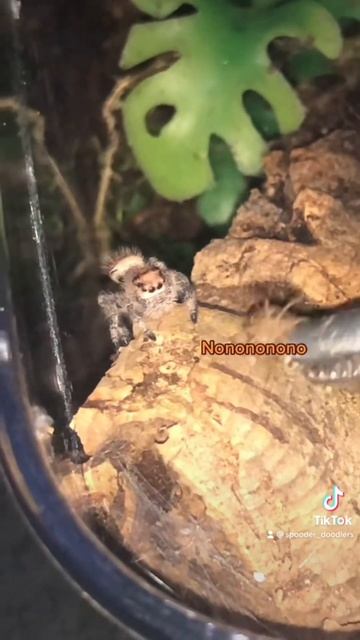 🕸️OH MY GOSH! 😮jumping spiders are so EVIL!!😈 смотреть онлайн