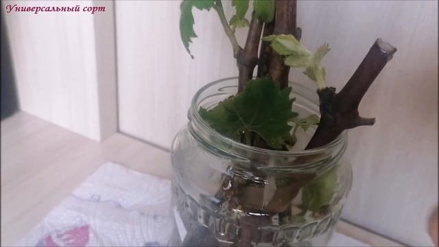 Жемчужные слёзы. Воздушные корни. Выбор ёмкости для рассады и др. смотреть онлайн