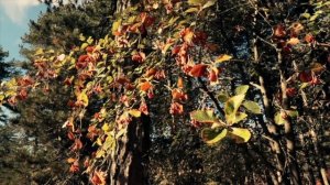 Смогу ли я кротко принять клевету других людей? А если они захотят убить меня?