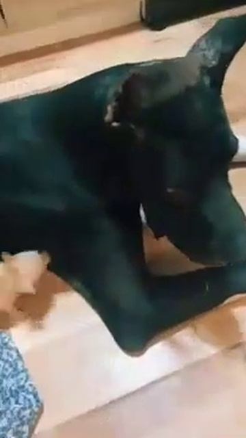 А Моська лает на слона смотреть онлайн
