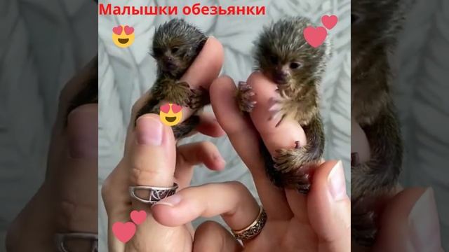 Малышки обезьянки смотреть онлайн