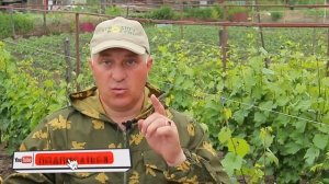 Что нужно сделать на винограде при цветении, чтобы завязь не опадала.