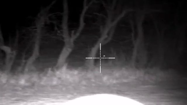 Pulsar digex N450. Friends, this male wild boar was indeed dressed in armor смотреть онлайн
