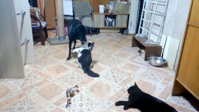 Лила Милу убивает или все-таки играет? смотреть онлайн