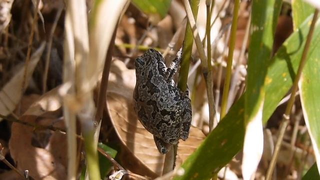 冬眠から覚めて動き出した？ニホンアマガエル Hyla japonica смотреть онлайн