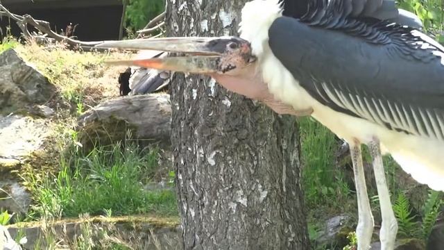 Marabu смотреть онлайн