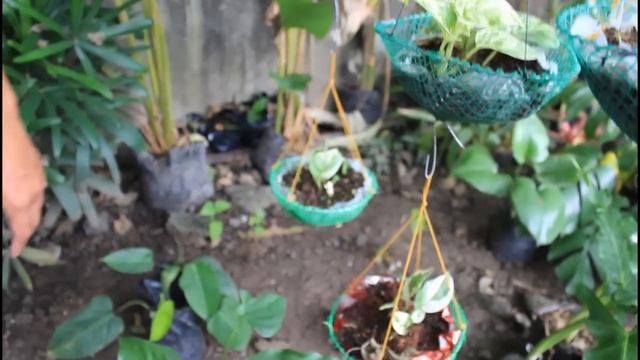 BILIHAN NG MURANG INDOOR PLANT AT RARE PLANT | BAY LAGUNA PLANT SHOPPING! | BAKIT MURA BUMILI DITO смотреть онлайн