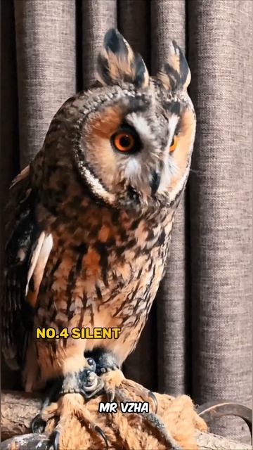 Amazing Facts About Owls 🦉 #short #ytshort #facts смотреть онлайн