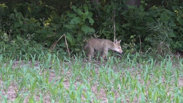 Self-Filmed Coyote Triple! 2 in 1 Shell! 4K смотреть онлайн