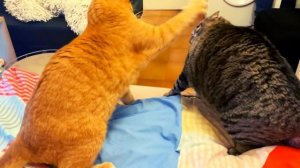 Кошки дерутся #10