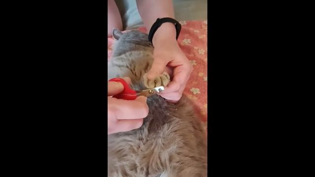 Кошка и Виды Маникюра смотреть онлайн