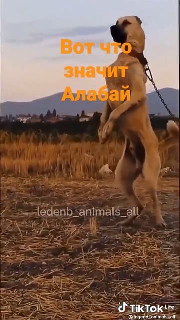 Алабай самая большая собака смотреть онлайн