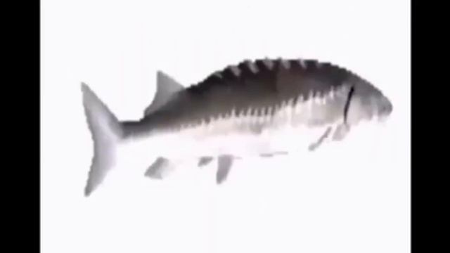 Рыба крутится под музыку смотреть онлайн