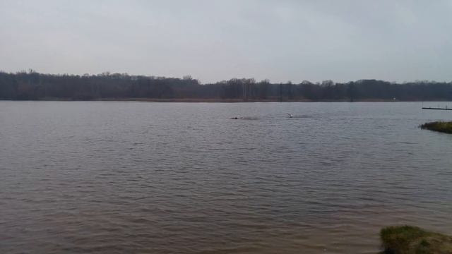 Ice Swimming - 750 M - Part 3
