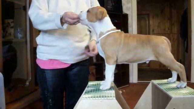 Born for Luck Long Step **SOLO** ( 2 months) смотреть онлайн