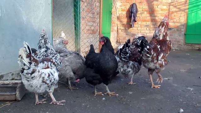 Джерсійський Гігант , Лівенська ситцева та голуба мускусна качка смотреть онлайн