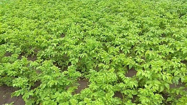 Борьба с колорадским жуком. Экологичный способ. смотреть онлайн
